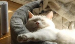 一姐八卦最新爆料猫猫,猫猫背后的惊人真相！